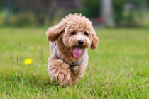 「走らせたいけどやっぱり怖い…」愛犬の“ドッグランデビュー”を成功させる3つの心得