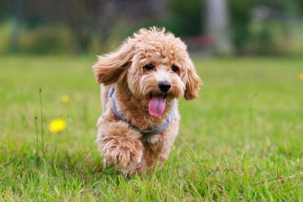 「走らせたいけどやっぱり怖い…」愛犬の“ドッグランデビュー”を成功させる3つの心得