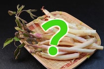 「ウドの大木」とは呼ばせない！春の山菜「ウド」は皮まで全部使えるコスパ最強食材だった…どう食べるの？栄養士が解説