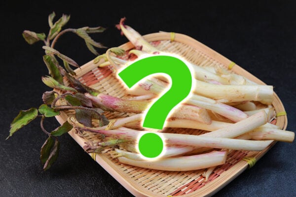 「ウドの大木」とは呼ばせない！春の山菜「ウド」は皮まで全部使えるコスパ最強食材だった…どう食べるの？栄養士が解説
