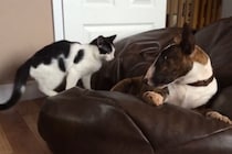 「本気のプロレス！？」「いや、愛だ」猫と犬の激しいじゃれ合いに“なぜか”涙する視聴者が続出したワケ