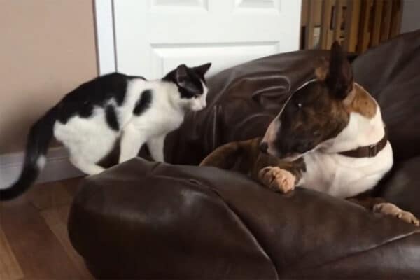 「本気のプロレス！？」「いや、愛だ」猫と犬の激しいじゃれ合いに“なぜか”涙する視聴者が続出したワケ