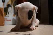 「負けないワンっ！」睡魔と必死に戦うブルテリアの子犬…限界を迎えて“電池切れする瞬間”に…「かわいすぎるやろ」視聴者悶絶