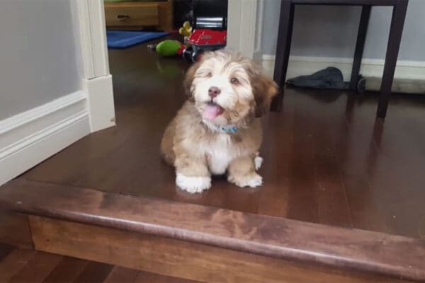 「怖いワン…」初めての段差に挑む子犬…家族の声援に必死で応える姿に「泣ける」「家族の愛」視聴者が感動