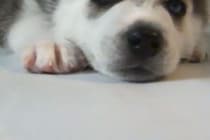 「眠いワン…」睡魔と戦うモフモフ子犬が超カワイイ！「ギャップ萌え…」視聴者が悶絶した犬種とは！？