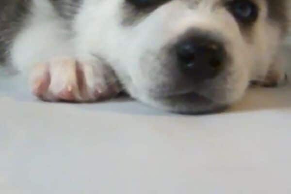 「眠いワン…」睡魔と戦うモフモフ子犬が超カワイイ！「ギャップ萌え…」視聴者が悶絶した犬種とは！？