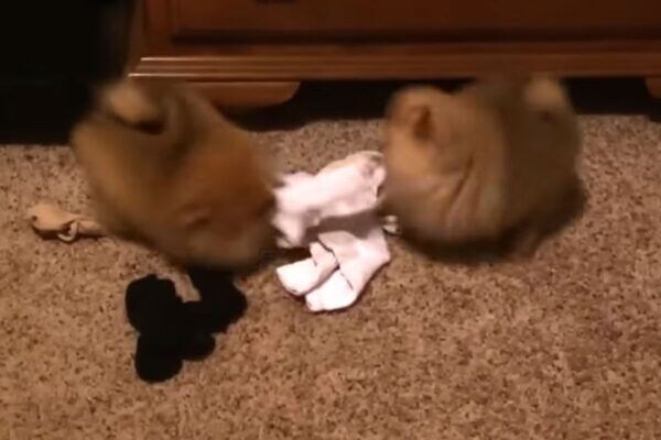 「なんだこのカワイイ生き物は…!?」モフモフ子犬2匹が靴下をめぐって真剣勝負に視聴者も思わず爆笑したワケ