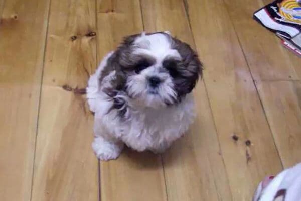 「抱っこしてワン…」超“あざとすぎる”シーズー現る！カワイすぎるおねだりに「代わりに私が抱っこしてあげたい」視聴者メロメロ
