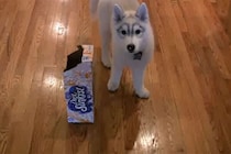 「と、とれないワン…」箱に頭がすっぽり挟まったモフモフ子犬…予想外な“行動”に視聴者も思わず応援！?