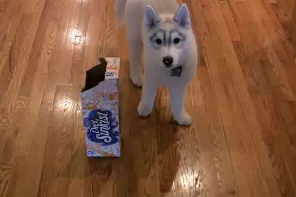 「と、とれないワン…」箱に頭がすっぽり挟まったモフモフ子犬…予想外な“行動”に視聴者も思わず応援！?