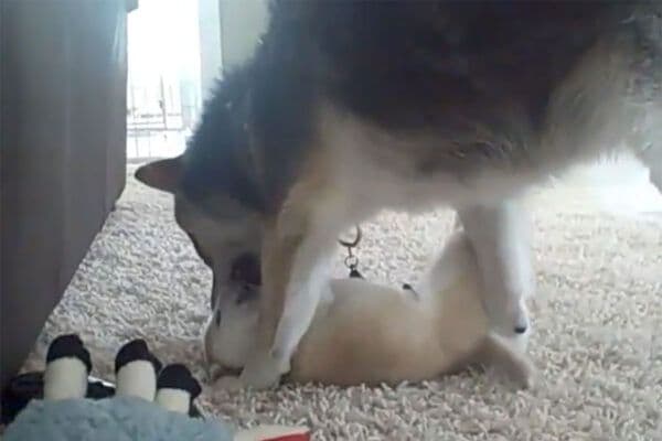 「なんて優しいパパなの！」まん丸な赤ちゃん犬と全力で遊ぶ幸せなひととき…柴犬親子の深い絆に感動の声