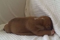 睡魔に勝てない“ブルドッグの子犬”がまるでぬいぐるみ！「かわいすぎて息できない！」 天使な寝顔に世界中が悶絶