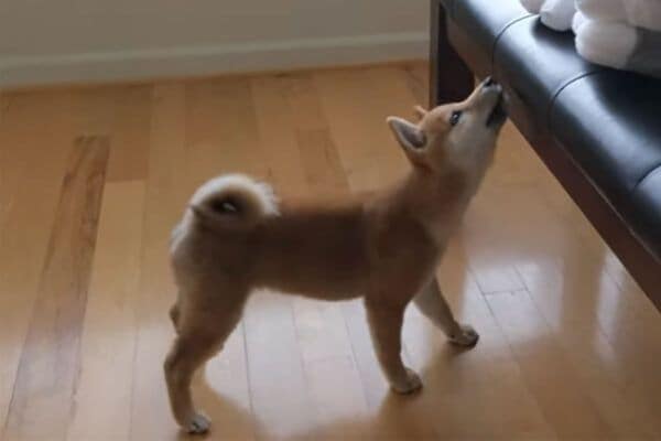 友達になれる！？柴犬の子犬と「枕」が仲良くなるまで…“尊すぎる軌跡”に「かわいすぎて何度も見ちゃう」視聴者が悶絶