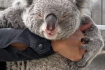 【動物】「ムチムチ」「DE★KA★I」「でっっかわいい」…　コアラ好きたちを魅了する、淡路島のメスコアラ（9歳）　「かわ過ぎて発狂しそう」