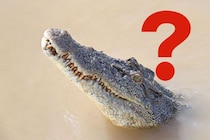 「えっ、山の中でワニ！？」広島の山間部で愛される「ワニ料理」とは…？ 因幡の白兎から繋がる不思議な食文化