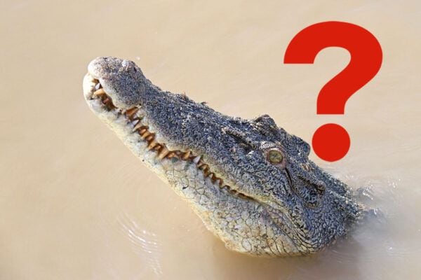 「えっ、山の中でワニ！？」広島の山間部で愛される「ワニ料理」とは…？ 因幡の白兎から繋がる不思議な食文化