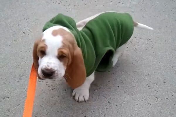「ぜ～ったい歩かないワン！！」バセットハウンドの子犬の初散歩がかわいすぎる！全力の“地面ゴロン”に全視聴者が悶絶