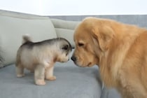 子犬と大型犬の「はじめまして」がカワイすぎる！自然で穏やかな“距離感”に「尊すぎる」「語彙力失う…」悶絶の声