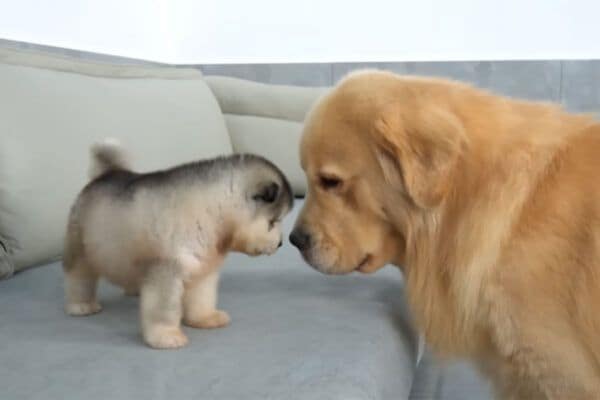 子犬と大型犬の「はじめまして」がカワイすぎる！自然で穏やかな“距離感”に「尊すぎる」「語彙力失う…」悶絶の声