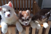 「カワイさが爆発…！」まるで“ぬいぐるみ”なモフモフ子犬に「ハスキー愛が止まらん！」視聴者悶絶