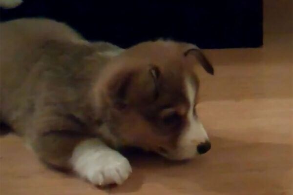 「おかしなモノを見つけたワン…」コーギーの子犬が立ち向かう“未知の物体”とは!?「心が溶ける…」「かわいさに度肝を抜かれた」視聴者が絶賛