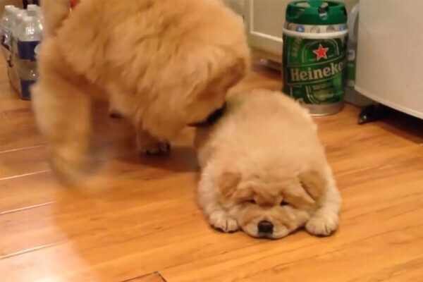 「犬にも性格がある!」初対面の“温度差”がすごい…チャウチャウ犬の「はじめまして」に視聴者爆笑