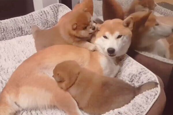 「カミカミカミ…」無邪気な子犬たちにやられっぱなし!柴犬ママの耐える姿に「愛そのもの」視聴者が感動