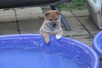 「反則級の愛らしさ…！」プールと格闘する柴犬の子犬に視聴者悶絶！ 顔に水がかかって驚く姿に「思わず声が出た」