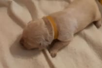 「ここじゃないワン…」生後7日目の子犬がお昼寝ポジションを求めて爆進！？ 転んでも諦めない“かわいすぎる瞬間”に視聴者が悶絶