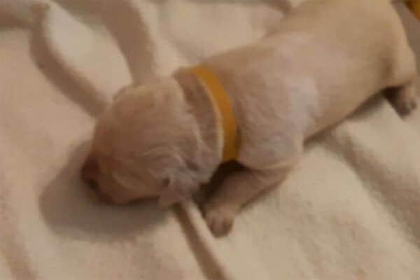 「ここじゃないワン…」生後7日目の子犬がお昼寝ポジションを求めて爆進！？ 転んでも諦めない“かわいすぎる瞬間”に視聴者が悶絶