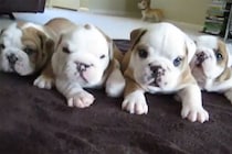「こんなに速く走れるの？」ブルドッグママが突然の超特急ダッシュ！？ 愛らしい子犬4匹＆パワフルママの“反則級ギャップ”がかわいすぎ！