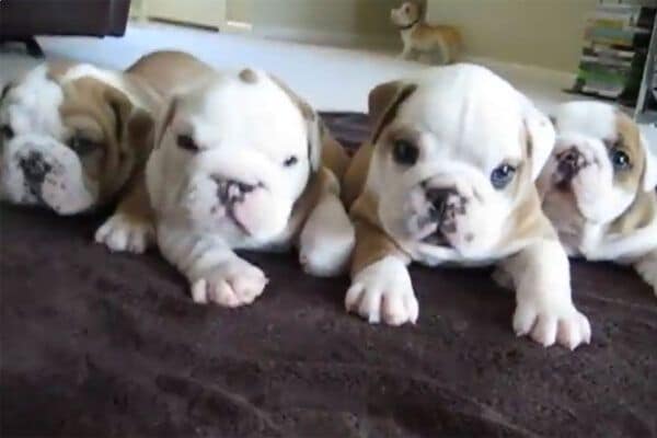 「こんなに速く走れるの？」ブルドッグママが突然の超特急ダッシュ！？ 愛らしい子犬4匹＆パワフルママの“反則級ギャップ”がかわいすぎ！