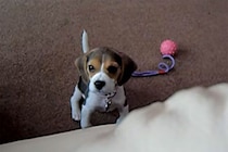 「この音なにワン！？」 口笛に合わせて首を右へ左へ… 生後10週間のビーグル子犬が見せた“キュン死級”の反応