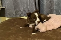 「もしかして初めて！？」 飼い主からの突然の「チュッ！」に固まる子犬がかわいすぎ！キョトン顔に視聴者が悶絶