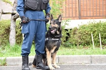 「うちの子も警察犬になれる！？」 日本初のポメラニアン警察犬誕生で注目！ 知られざる“嘱託警察犬”の採用システム