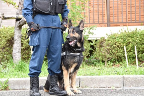 「うちの子も警察犬になれる!?」 日本初のポメラニアン警察犬誕生で注目! 知られざる“嘱託警察犬”の採用システム