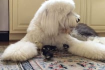 「本当の親子！？」ヒヨコの世話をするモコモコの大型犬…まるで“お父さん”な行動に視聴者感動「心が洗われる」