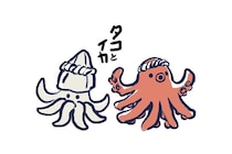 「タコとイカ、どっちが健康的！？」栄養士が教える違いとおすすめの食べ方