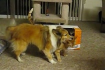 「実は嫌じゃないんじゃ…？」猛烈アタックのかまって犬への猫の対応がスゴい！「一番我慢強い猫」「悠然としてる」と視聴者から驚きの声
