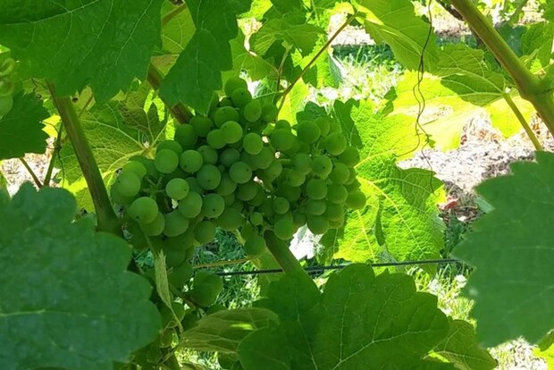 ワイナリーぶどう