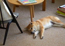 高性能な防音＆超軽量！日本製タイルカーペット「フローループ」洗濯機で丸洗いOKでお手入れも簡単