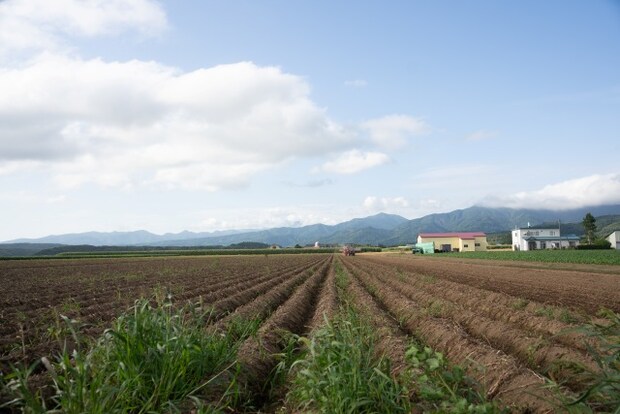 湖池屋オンラインショップ限定・2025年版「今金男しゃくポテトチップス」（先行お披露目会にて）、「今金男しゃく」を栽培している畑（画像提供：株式会社湖池屋）