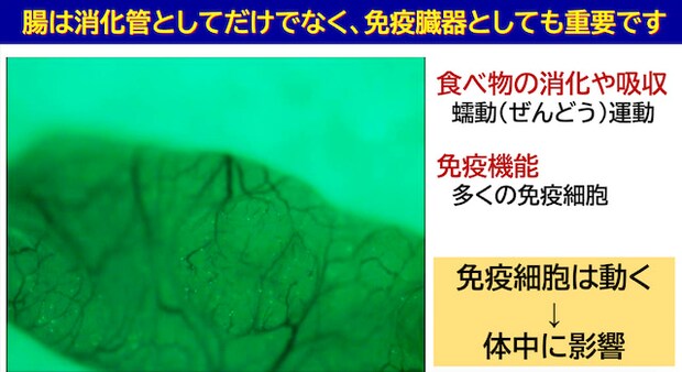短鎖脂肪酸が免疫力のカギ？食物繊維と乳酸菌で整える腸のチカラ腸の画像