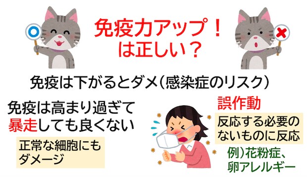 短鎖脂肪酸が免疫力のカギ？食物繊維と乳酸菌で整える腸のチカラ免疫力アップは正しい？