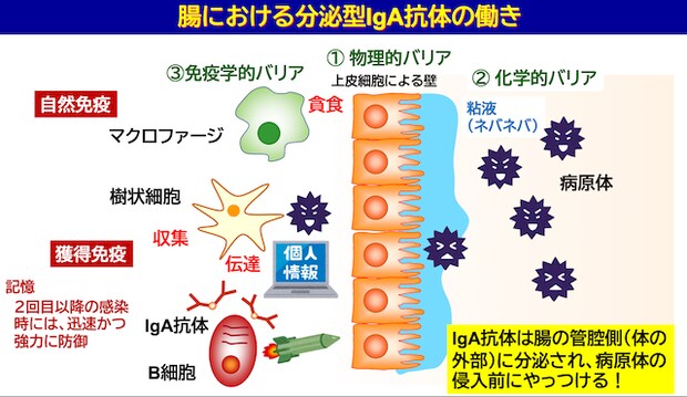 短鎖脂肪酸が免疫力のカギ？食物繊維と乳酸菌で整える腸のチカラIgA抗体」の働き