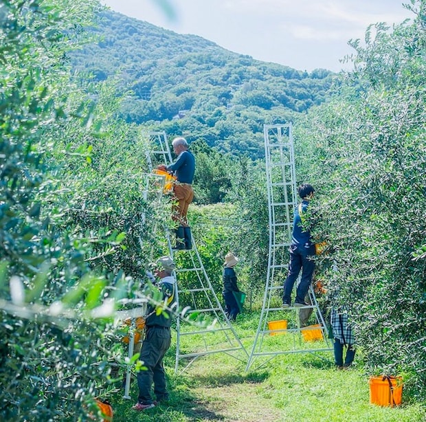 オリーブの収穫風景