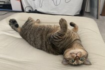 【2月22日ねこの日】ジュエリー購入で動物福祉団体に寄付！「猫の日チャリティー」に参加しよう