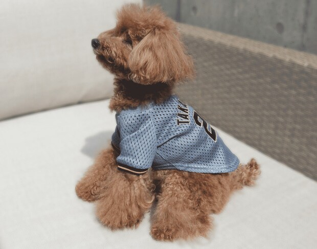 ワンちゃんの阪神選手推しウェア