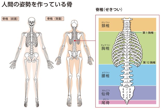 人間の姿勢を作る骨の図