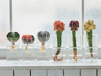 グリーンで部屋を涼しく＆お洒落に！土不要、水だけで育つ植物